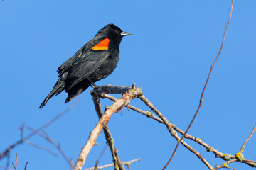 Handsome Male Red-Winged Blackbird Displays Red Wing Bar