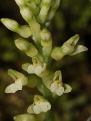 Closeup on flowers of the terrestrial orchid Platythelys maculata