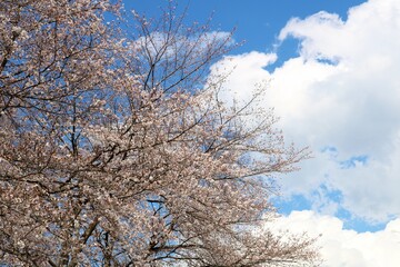 爽やかな春の空に桜が満開　風景
