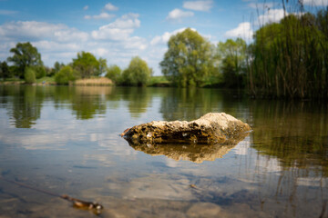 crocodile in the river