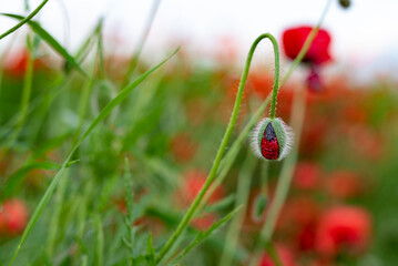 poppy in the field