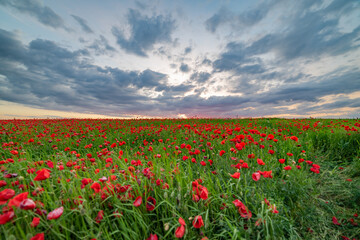 Obraz premium field of red poppies