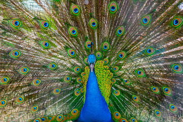 close up of peacock