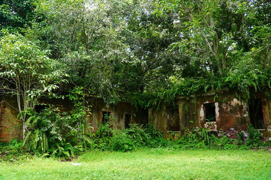 Lost places. Giant trees in ruins of an abandoned house from the 18th century. Nature has reclaimed the house with trees, roots and lianas in the Amazon rainforest. Paricatuba, Amazon state, Brasil 