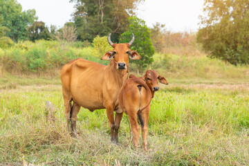 Cow with calf standing  on  grazing , One young standing brown cow and a white cow together.