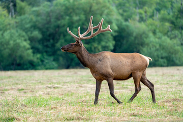 Male Elk Walking