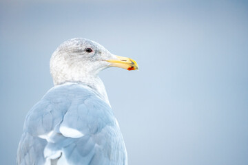 Seagull Portrait