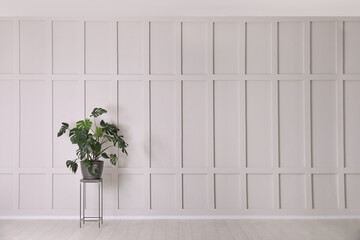 Green plant on stand near empty molding wall indoors, space for text