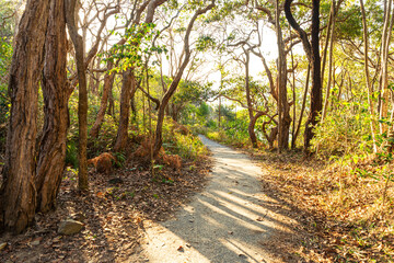 Forest Path at Daytime on Summer in Noosa National Park. Nature Concept
