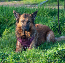 A german shepard resting in the grass