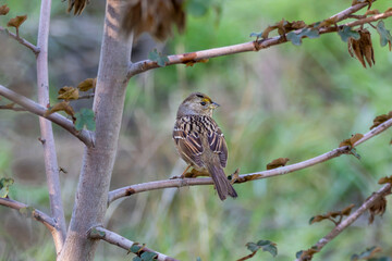 A little sparrow making an appearance in a bush