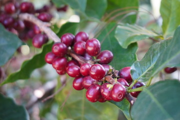 Red coffee beans ripen on the coffee plant.