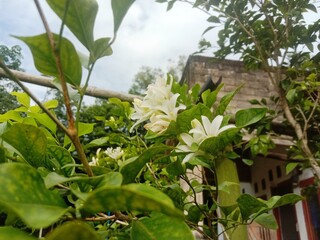 kemuneng flower with sky background
