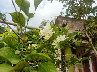 kemuneng flower with sky background