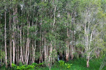 Trees at Fogg Dam Conservation Reserve wetlands