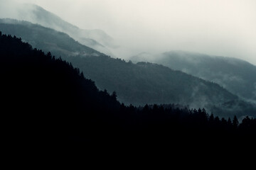 Mountain Pine Trees Lost in Moody Fog