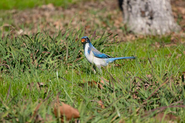 Fototapeta premium A California Scrub Jay with an Acorn in its mouth