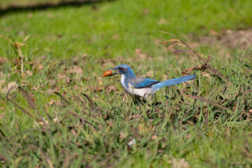 A California Scrub Jay with an Acorn in its mouth