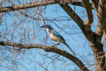 A California Scrub Jay in a tree