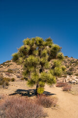 Thick Cover of Branches On A Joshua Gree With Blue Sky Above