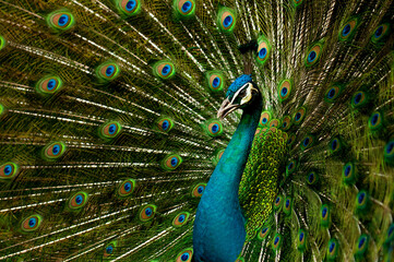 Obraz premium peacock with feathers out