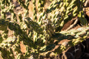 Thin Needles on Bright Green Cactus