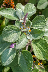 The plant commonly known as silver shield or silver spurflower (Plectranthus argentatus), showing the fuzzy, silver-gray foliage and some developing flower spikes