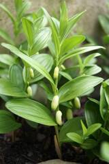 Obraz premium Vertical closeup of dwarf Solomon's seal (Polygonatum humile) in flower