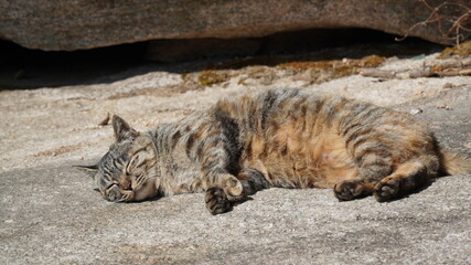 The wild mackerel, Tabi cat