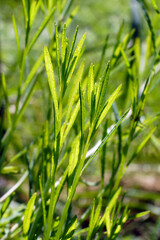 Vertical image of the leaves of the culinary herb Porophyllum linaria (P. tagetoides), commonly known as pepicha, pipicha, or chepiche; used in Mexican cooking