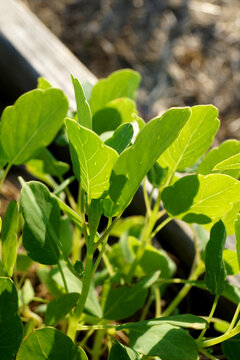 Vertical image of the herb known as papalo (Porophyllum ruderale subsp. macrocephalum), used as a cilantro-like flavoring in Mexican and South American cooking