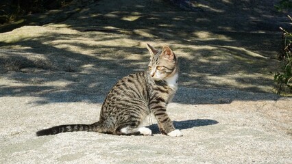 Mackerel, Tabi, cat.