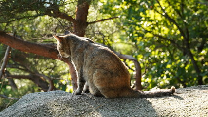 Mackerel, Tabi, cat.
