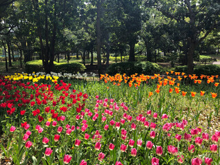 Obraz premium 公園のチューリップ畑