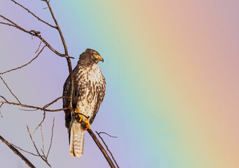 Western Red-tailed Hawk perched after feeding with blood on feet and beak. Rainbow in sky in background
