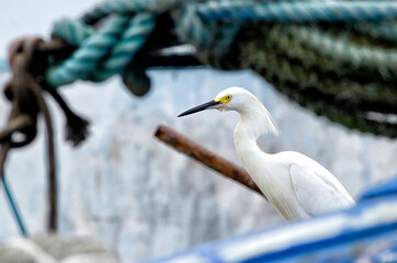 Snowy Egret standing on boat