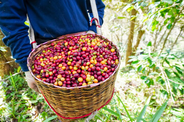 Gardeners are harvesting ripe cherry coffee beans. Red Berry Plant Fresh Coffee Beans Coffee Tree Green Ecological Organic Farm Close Hand Harvest Red Ripe Coffee Beans Robusta Arabica Berry