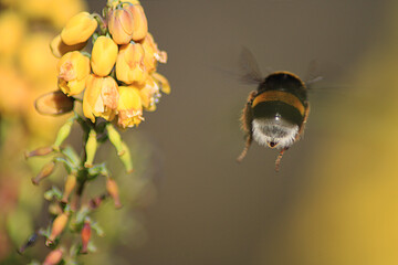 Bumblebee flying over yellow flowers 