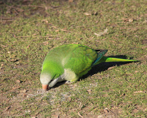 Green parrot eating on the floor