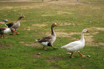 Gray geese walking on the grass 