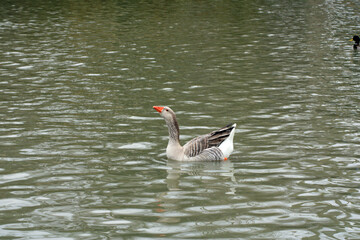 Gray goose swimming in a lake