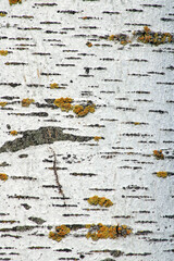 Obraz premium Close-up of the white bark of a birch tree