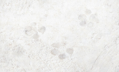 Cement floor with dog footprints.