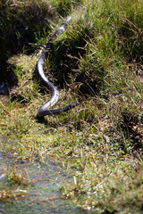 Tasmanian Tiger Snake (Notechis scutatus), is one of the most venomous snakes on earth.  This type is endemic to Tasmania.