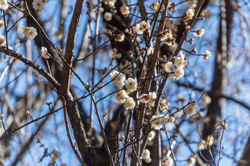 White plum blossoms in the farmyard