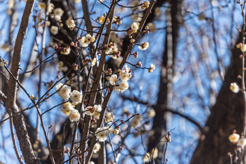White plum blossoms in the farmyard