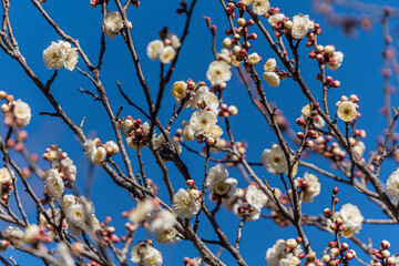 White plum blossoms in the farmyard