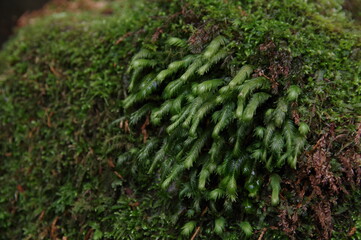 moss on the stone