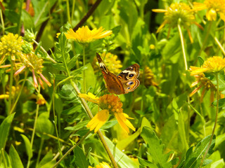monarch butterfly on flowers