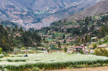 Chuchupampa valley, rural town in Tarma Peru, valley view full of trees, houses and hills, farmers harvesting flowers